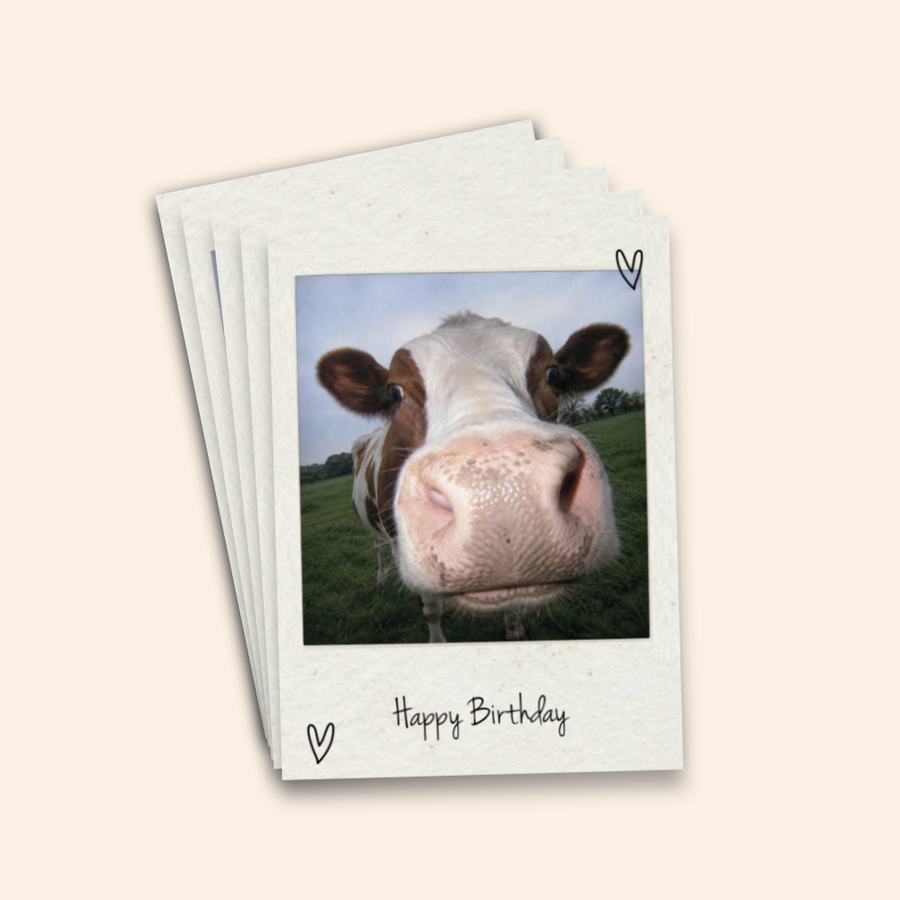 Cow Happy Birthday Card Card Pack